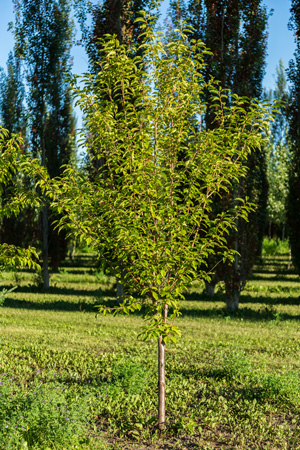 amur-cherry