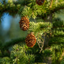 colorado-spruce1a