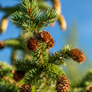 colorado-spruce2a