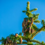 colorado-spruce3a