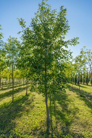 foothills-green-ash