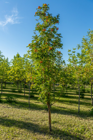 mountain-ash