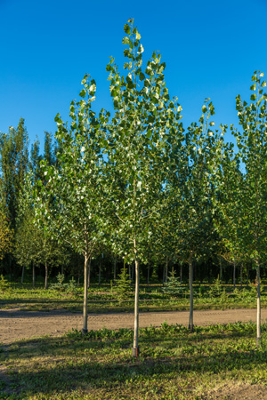 prairie-sky-poplar