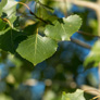 prairie-sky-poplar3a