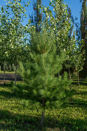 scotch-pine