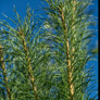 scotch-pine2a