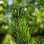 scotch-pine3a