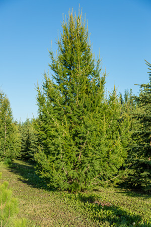 siberian-larch