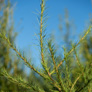 siberian-larch1a