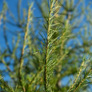 siberian-larch2a