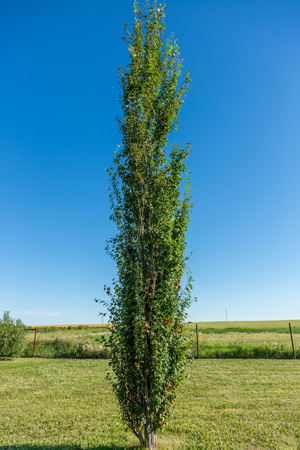 tower-poplar